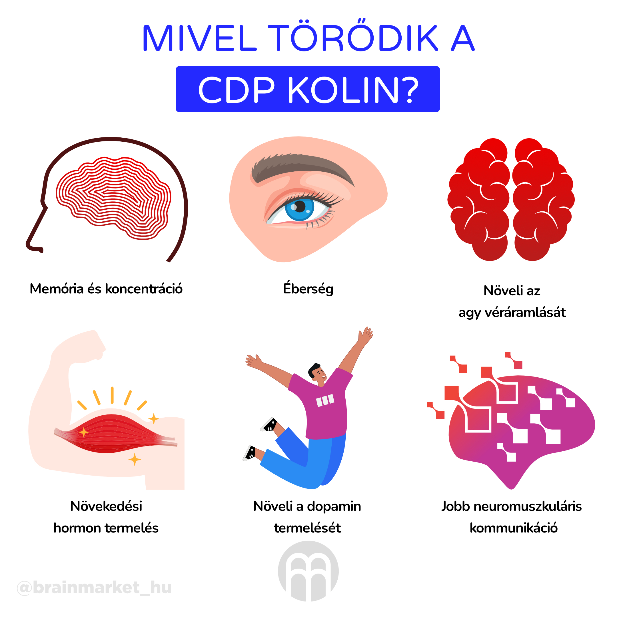 Co má na starost citikoline_infografika_hu